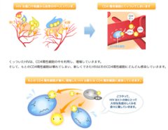 HIV/エイズとは｜症状・感染経路など｜STD研究所 性病の総合情報サイト